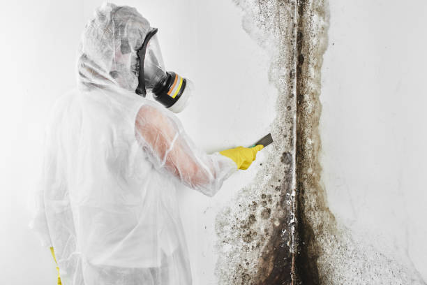 Best Fast Mold Removal  in Hernando, MS