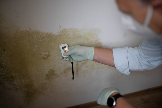 Professional Mold Removal in Hernando, MS
