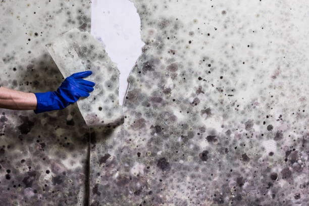 Mold Removal and Inspection in Hernando, MS